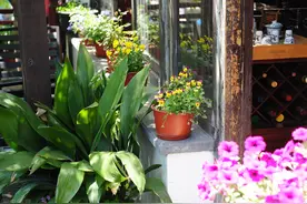 适合院子里栽种的4种树，能自然释放香气，好闻图片