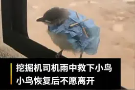 挖掘机司机雨天救助小鸟，小鸟康复后不愿离开，每天在挖掘机陪伴图片