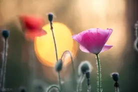 70岁老人自述：一次偶然的相遇，我们搭伙7年，依然幸福如初图片