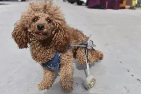 打泰迪犬这5个地方，就是想要了它的“狗命”图片