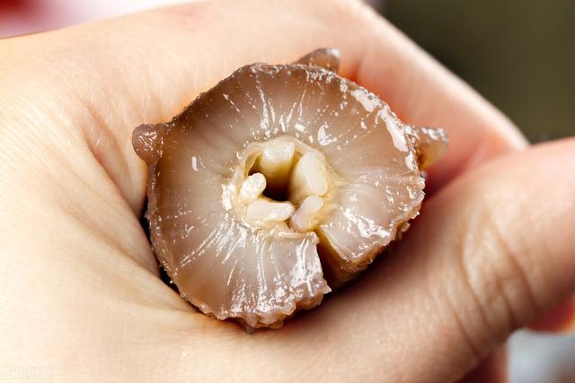 海参的吃法海参的营养价值及功效 2026年海参的吃法与功效