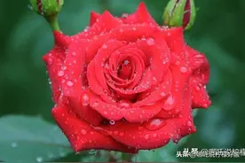 中国十大名花 | 不看不知道，一看就知道！原来它们都是！图片
