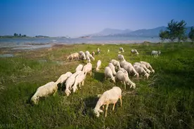 “牛食如浇，羊食如烧”，为何牛吃过的草旺盛？羊吃过的草枯死？图片