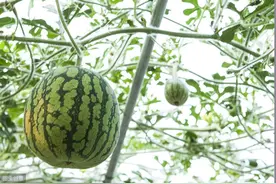 拱棚西瓜膨果慢是咋回事？分析3点原因给出3大措施，膨果快品质好图片
