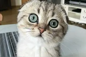 发现只可爱的猫咪，好喜欢它怂怂的耳朵，你呢？图片