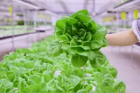 湖南省自然资源厅 湖南省农业农村厅关于改进设施农业用地管理的通知图片