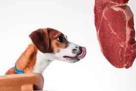 狗狗长寿秘诀之饮食篇：做好这7点，让狗狗轻松活到老图片