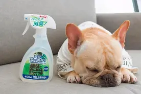 狗狗这些地方最脏，清洁到位，就能自带“香气”图片