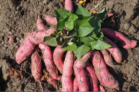 挑红薯时，白皮和红皮差别很大，学会正确挑选，保证个个香甜软糯图片