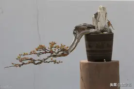 为什么你盘扎盆景被别人说是瞎忙？原来是不注意这几点图片
