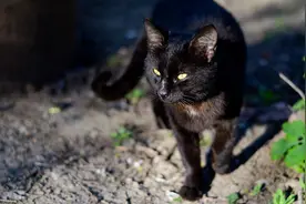 故事：村里黑猫总在黄昏凄厉尖叫，连续13个孩子出事后村民怕了图片