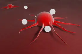 认识一下淋巴细胞图片