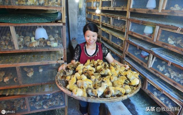 优质雏鸡培育关键技术分析