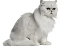 猫掉毛秃了 不是猫癣图片