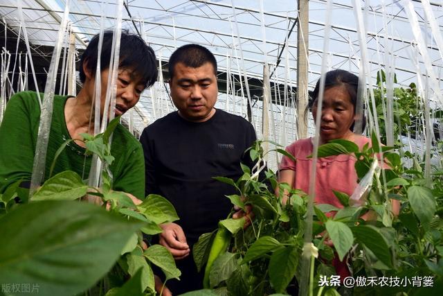 氨基寡糖素使用安全、功能强大、效果好，防治作物病害要巧用