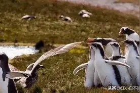 这只小企鹅被飞过来的一只海鸥狂揍，一旁的企鹅爹妈直接吓呆了！图片