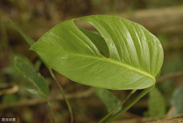 高中生物13大重要规律和公式，暑假好好背