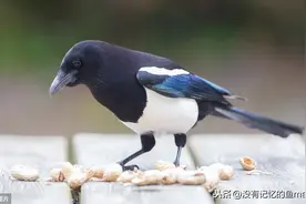 为什么动物不会说话、蜻蜓要点水、喜鹊叫做田间卫士？图片