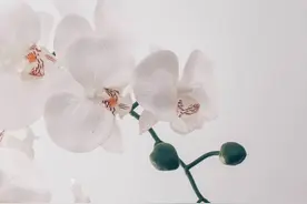 花朵壁纸，山河远阔，人间烟火图片