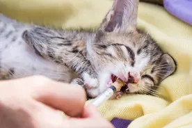 猫经常打喷嚏，和养猫的环境有关，但铲屎官也需留意猫健康图片