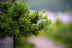 因为一句老话，罗汉松成为院子中的“香饽饽”，好看又吉祥图片