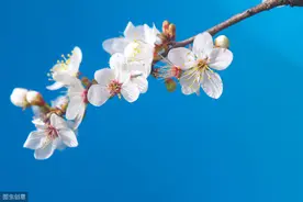 唐代崔护《题都城南庄》自然浑成，犹如从心底一涌而出的清泉图片