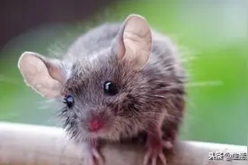 家里出现老鼠该怎么办？乡下奶奶教我一个方法，老鼠来一只灭一只图片