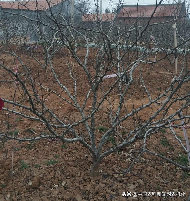 花椒树如何预防倒春寒？大致可分三大类