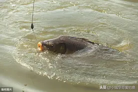 野钓为什么有魅力，带你了解钓鱼人的一天，突然就懂了图片
