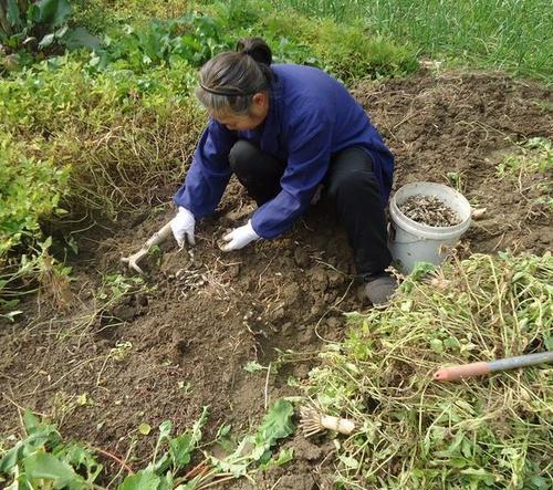 有种作物地，下块茎很像蚕宝宝，在北方栽培居多，你认识吗