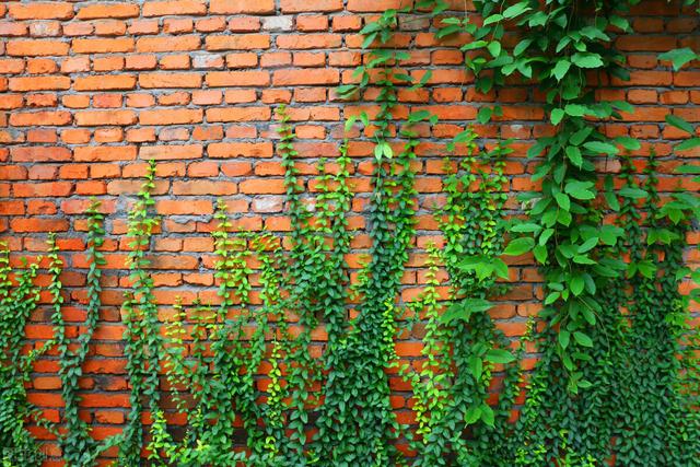 青岛:城市园林或山谷间常见的20种藤本植物,你见过几种?