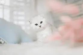 悲催！一尸五命，猫咪怀孕难产，与四个未出生幼崽相继离世图片