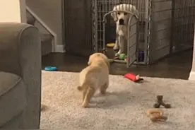 小狗崽溜出笼子玩耍，回来时被亲妈堵在门口，空气顿时都变安静了图片