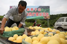 从2元涨到9元，价格翻倍，比糖甜的贵妃芒迎来“逆袭”图片