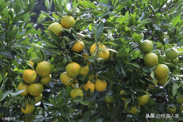 柑橘为什么容易出现中微量元素缺乏？ 怎样矫治柑橘缺素症呢？