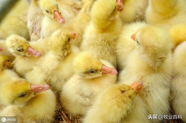 优质雏鸡培育关键技术分析