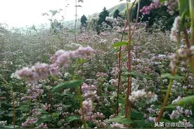 旺藏，荞麦花开的时候图片