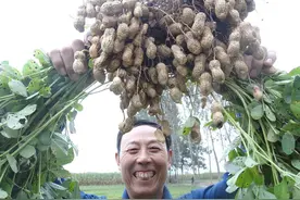 花生增产关键肥料，钼肥和硼肥不能少，什么时候喷施效果好？图片