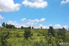 三伏天还能培育蜂王吗？更换蜂王行不行，先符合这2个条件图片