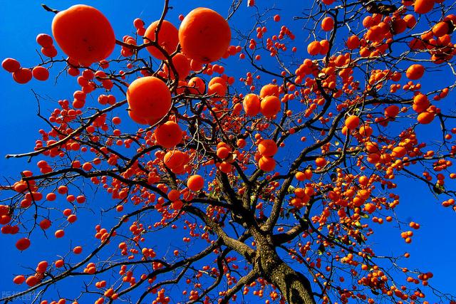 这种水果你吃过吗，绵软能用吸管嘬，其中良品晒干晾制后还有流心