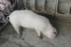 猪不吃食，打针也没效果，应该怎么办？老兽医都是这么做的图片