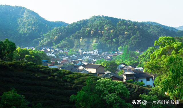 老茶客们知道茶叶有哪些成分组成？