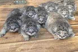 3只兔狲连生16只幼崽，​饲养员：很开心，但不能保证都能成年图片