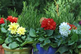 以为是“开花机器”，养过才知是“假精致”！这4种花慎买图片
