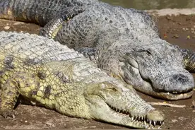 “鼍科之王”才是亚马逊真正的淡水霸主图片