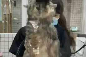 别人给猫洗澡，猫给别人擦玻璃，猫：我爪子都擦黑了，工资得给吧图片