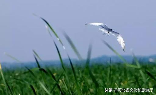 大美不言 | 衡水湖