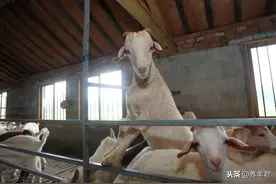 冬春小尾寒羊的饲养管理技术图片