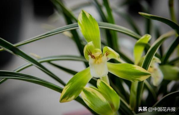 教师节到了！能送给老师的除了鲜花束，还有这几种花