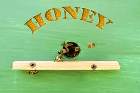 蜂箱外面观察蜜蜂，4种表现说明有大情况，老蜂农分享养殖经验图片